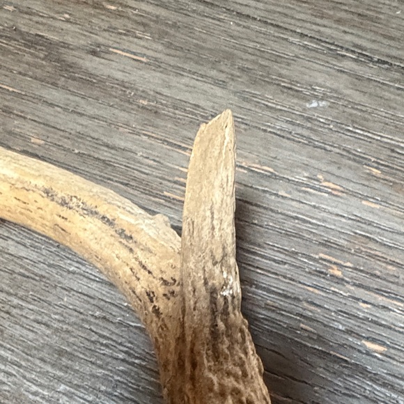 Natural Antler Decor 3 - Picture 3 of 3